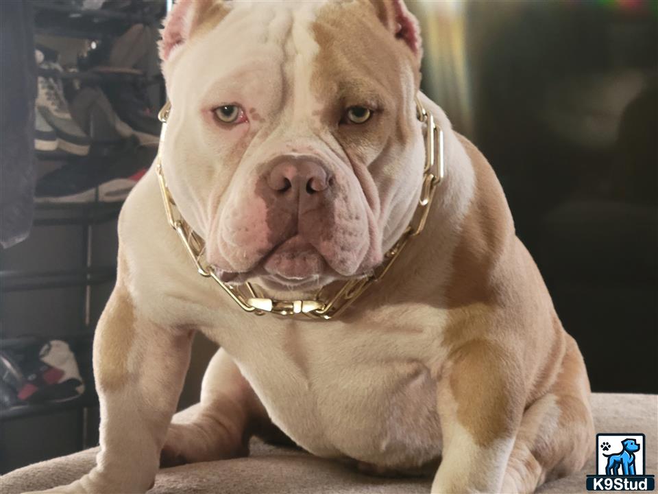 a bulldog dog with a chain around its neck