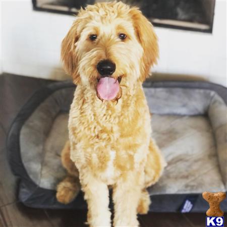 a goldendoodles dog sitting on a couch