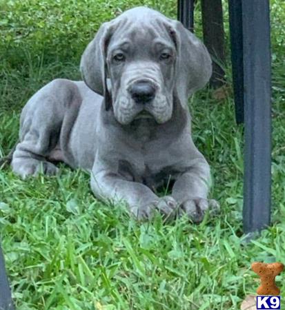 Great Dane Puppy for Sale: Zues 3 Months old