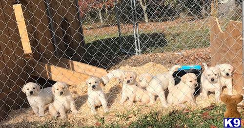 a group of labrador retriever puppies in a cage