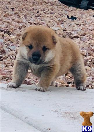 a shiba inu puppy standing on a concrete surface