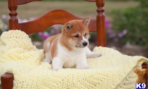 a shiba inu dog sitting on a blanket
