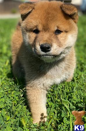 Shiba Inu Puppy for Sale: Blue 16 Weeks old