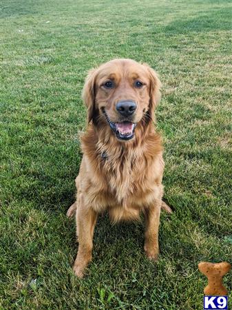 a golden retriever dog sitting in the grass