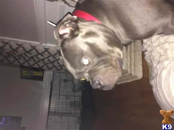 a american bully dog standing in a room