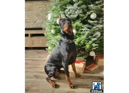 a doberman pinscher dog sitting on a wood floor