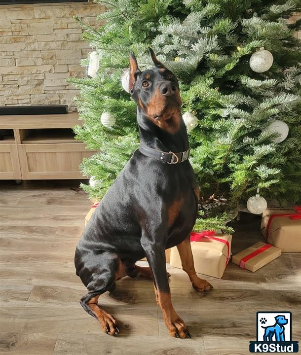 a doberman pinscher dog sitting on a wood floor