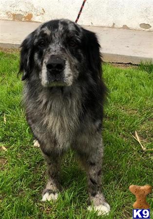 a australian shepherd dog standing on grass