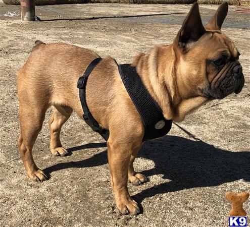 a french bulldog dog standing on dirt