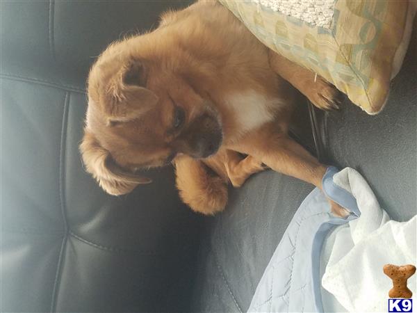 a tibetan spaniel dog lying on a bed