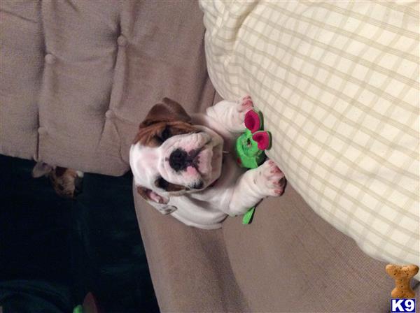 a english bulldog dog lying on its back