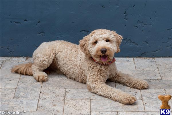 a goldendoodles dog lying on the ground