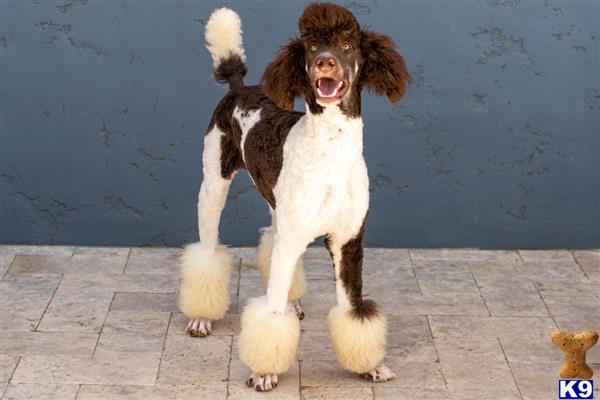 a poodle dog standing on its hind legs