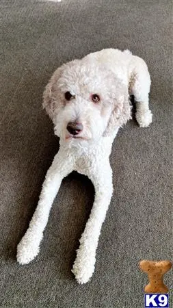 a white poodle dog lying on the floor