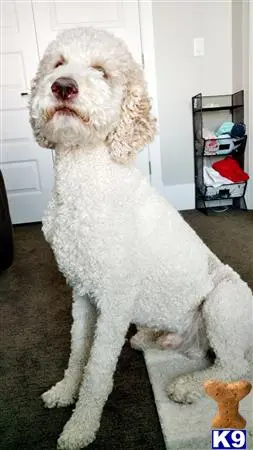 a poodle dog sitting on a rug