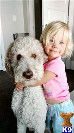 a girl holding a poodle dog