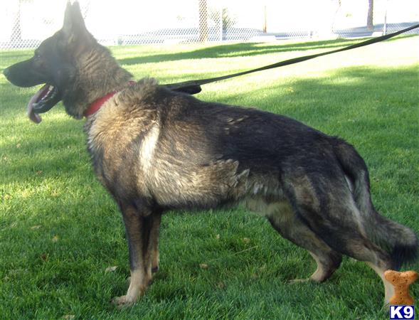 a german shepherd dog standing on grass