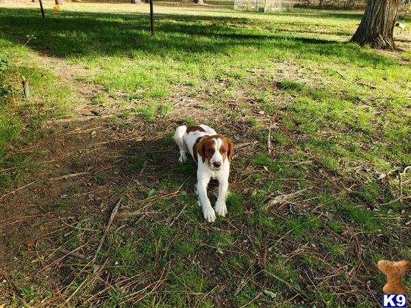 a brittany dog in a grassy area