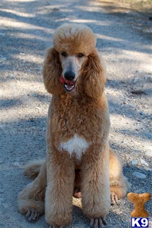a poodle dog sitting on the ground