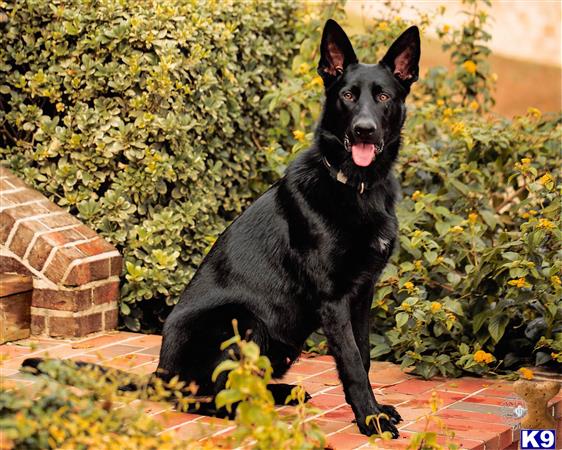 a black german shepherd dog sitting on a brick surface