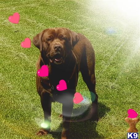 a labrador retriever dog sitting in the grass