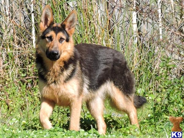 a german shepherd dog standing in grass