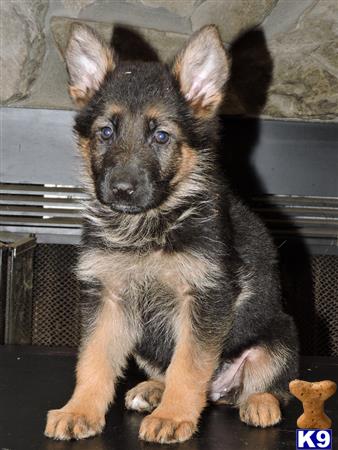 a small german shepherd dog sitting