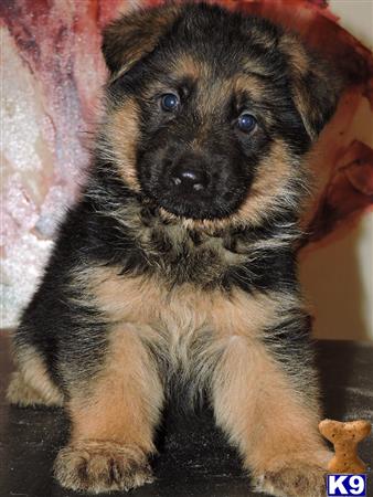 a german shepherd puppy sitting on a blanket