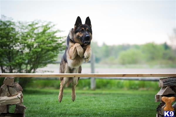 a german shepherd dog jumping over a fence