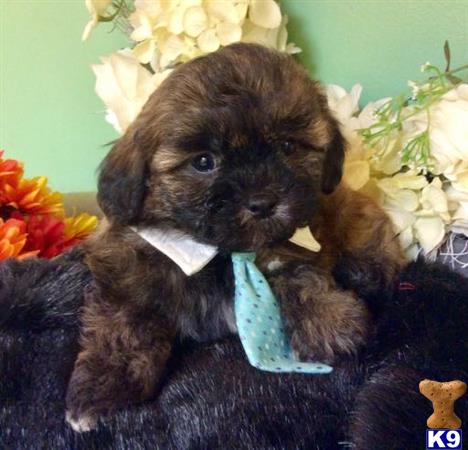 a mixed breed puppy wearing a bow tie