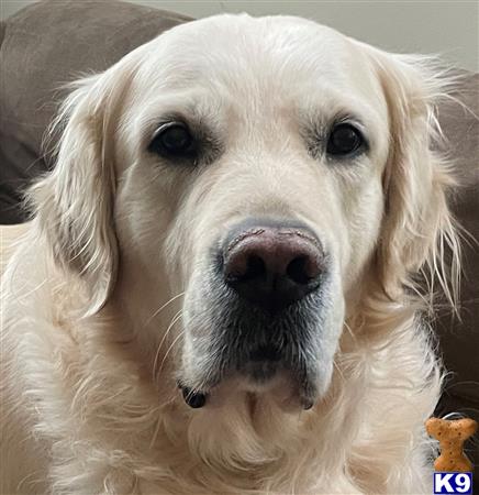 a close up of a golden retriever dog