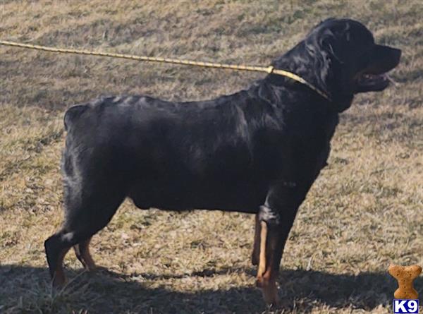 a rottweiler dog on a leash