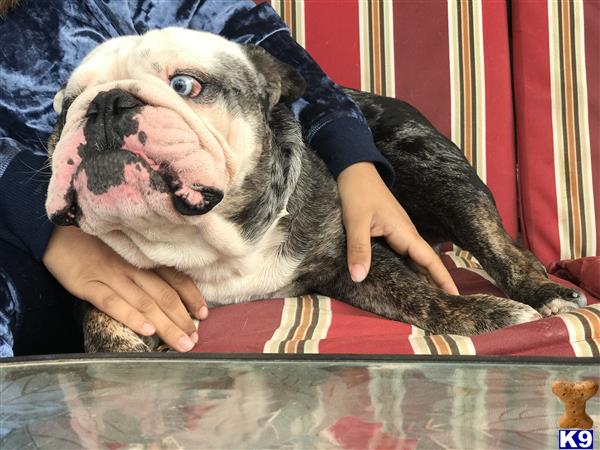 a english bulldog dog wearing a suit