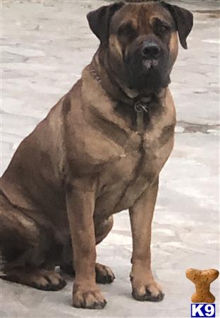 a south african boerboel dog sitting on the ground