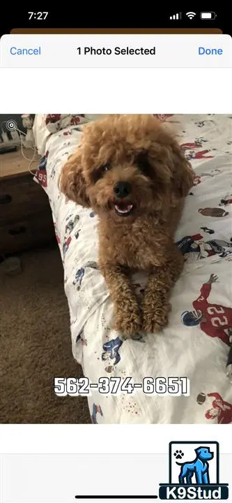 a poodle dog lying on a bed