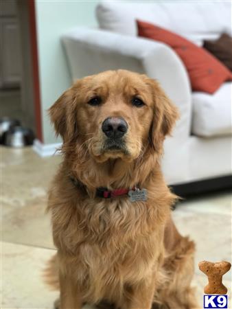 a golden retriever dog sitting on the floor