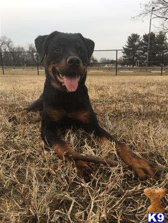 a rottweiler dog lying in a field