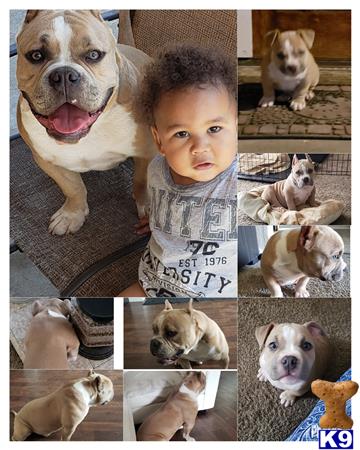 a collage of a boy and a american bully dog