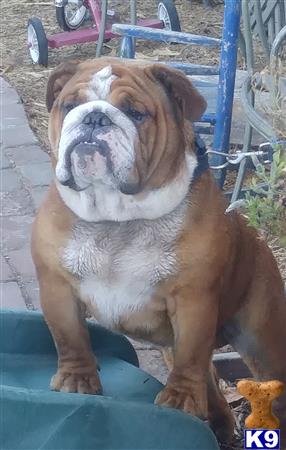 a bulldog dog sitting on a blue chair