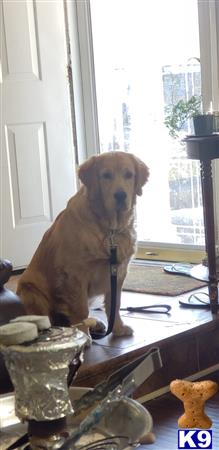 a golden retriever dog sitting on a table