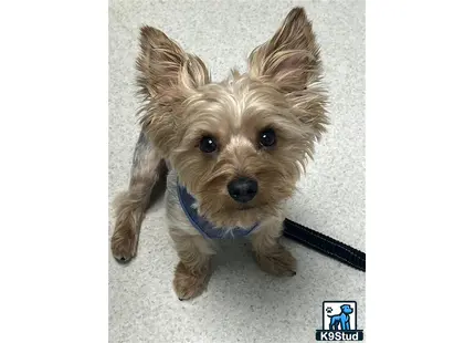 a yorkshire terrier dog with a leash