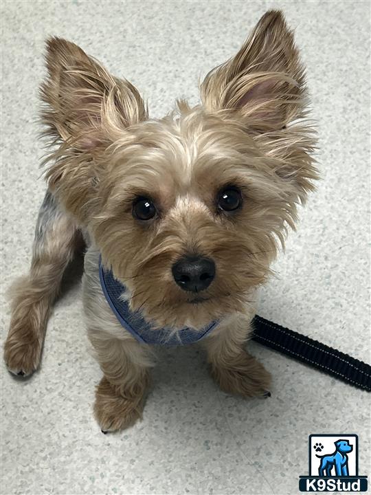 a yorkshire terrier dog with a leash