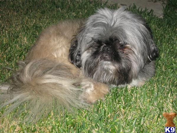 a shih tzu dog lying in the grass