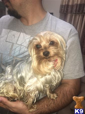 a yorkshire terrier dog sitting on a persons lap