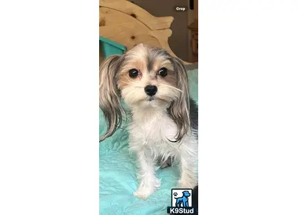 a yorkshire terrier dog sitting on a bed