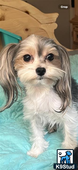 a yorkshire terrier dog sitting on a bed