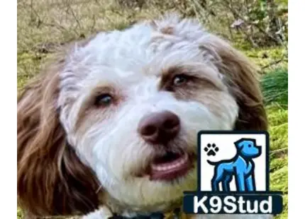 a aussiedoodle dog with a cartoon on its face