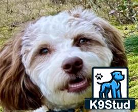 a aussiedoodle dog with a cartoon on its face