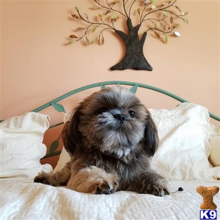 a small shih tzu dog on a bed