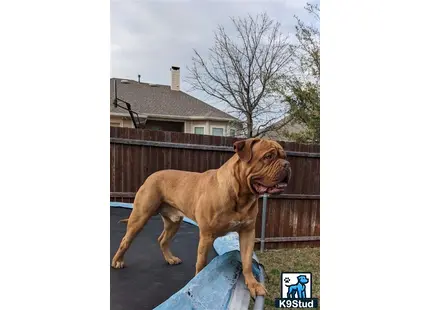 a dogue de bordeaux dog standing on a trampoline